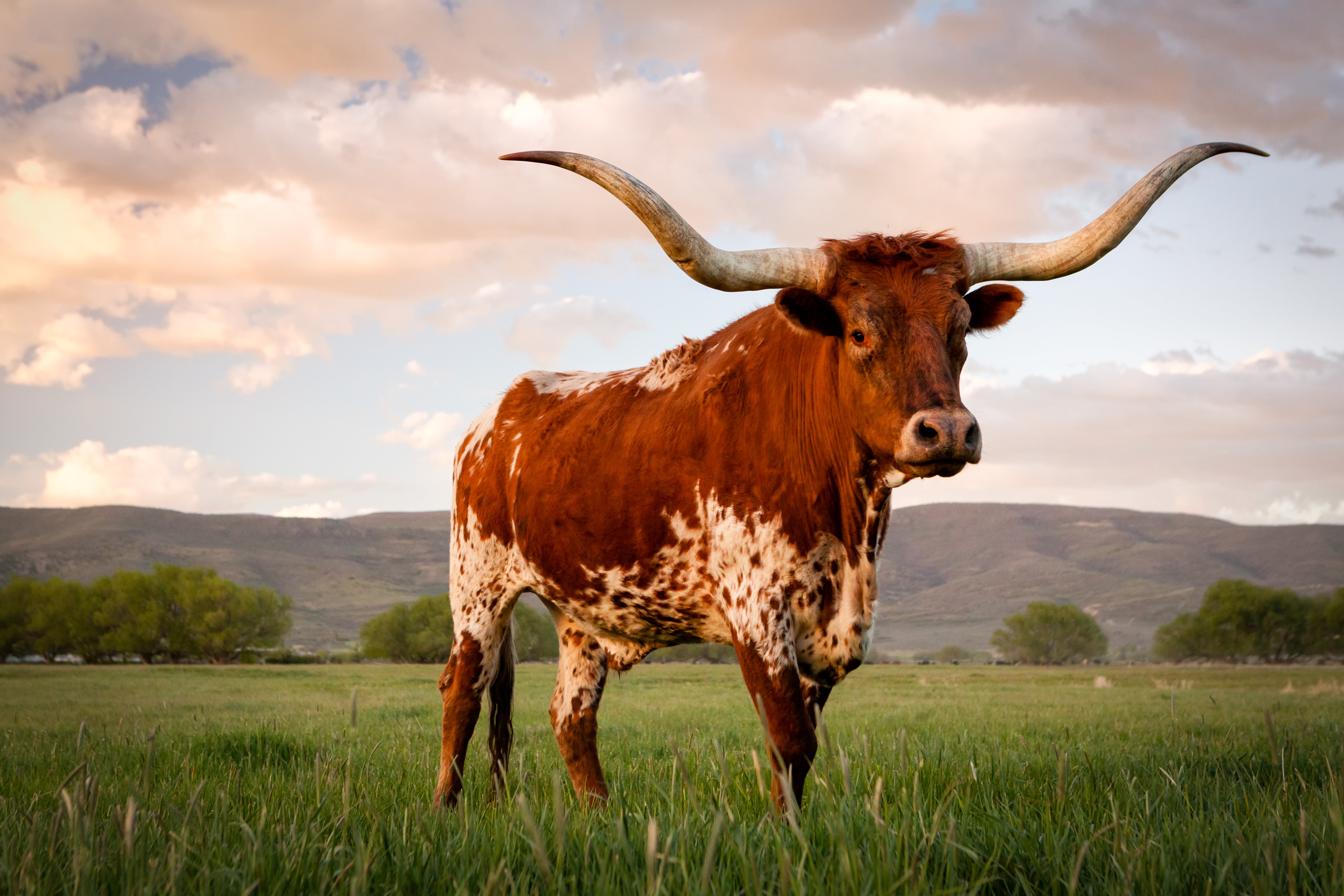 Texas 2026