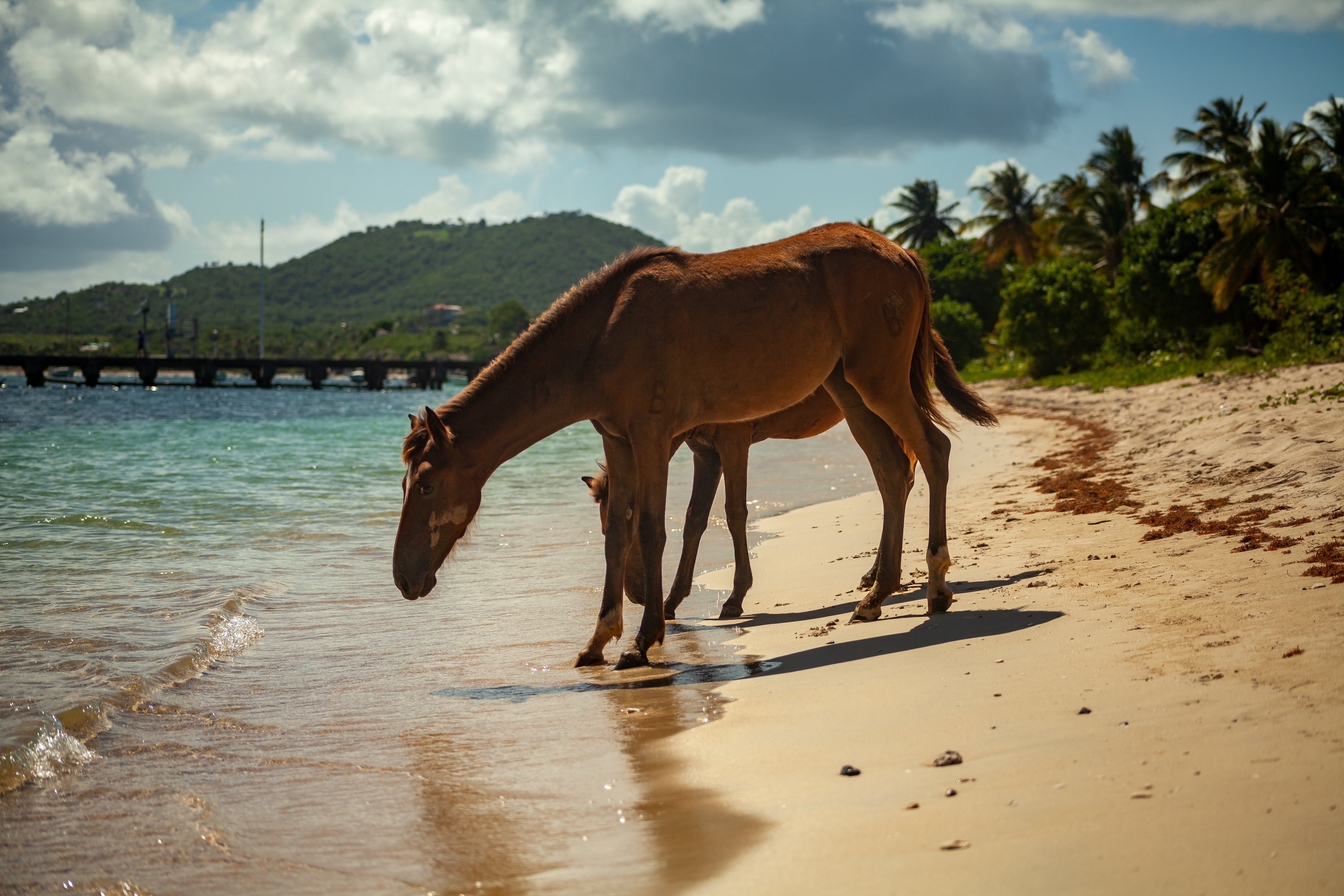 Puerto Rico 2026