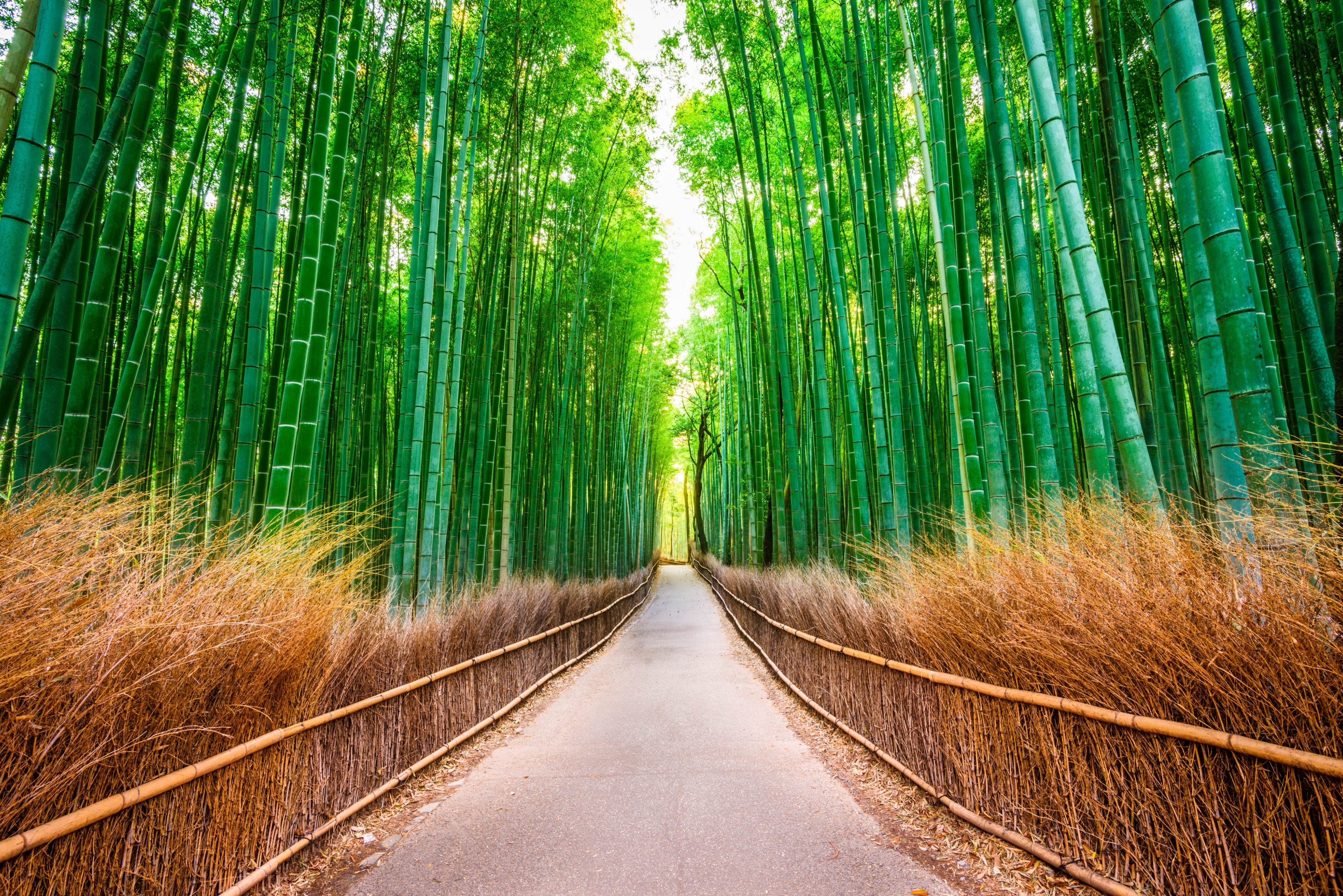 Japan 2026