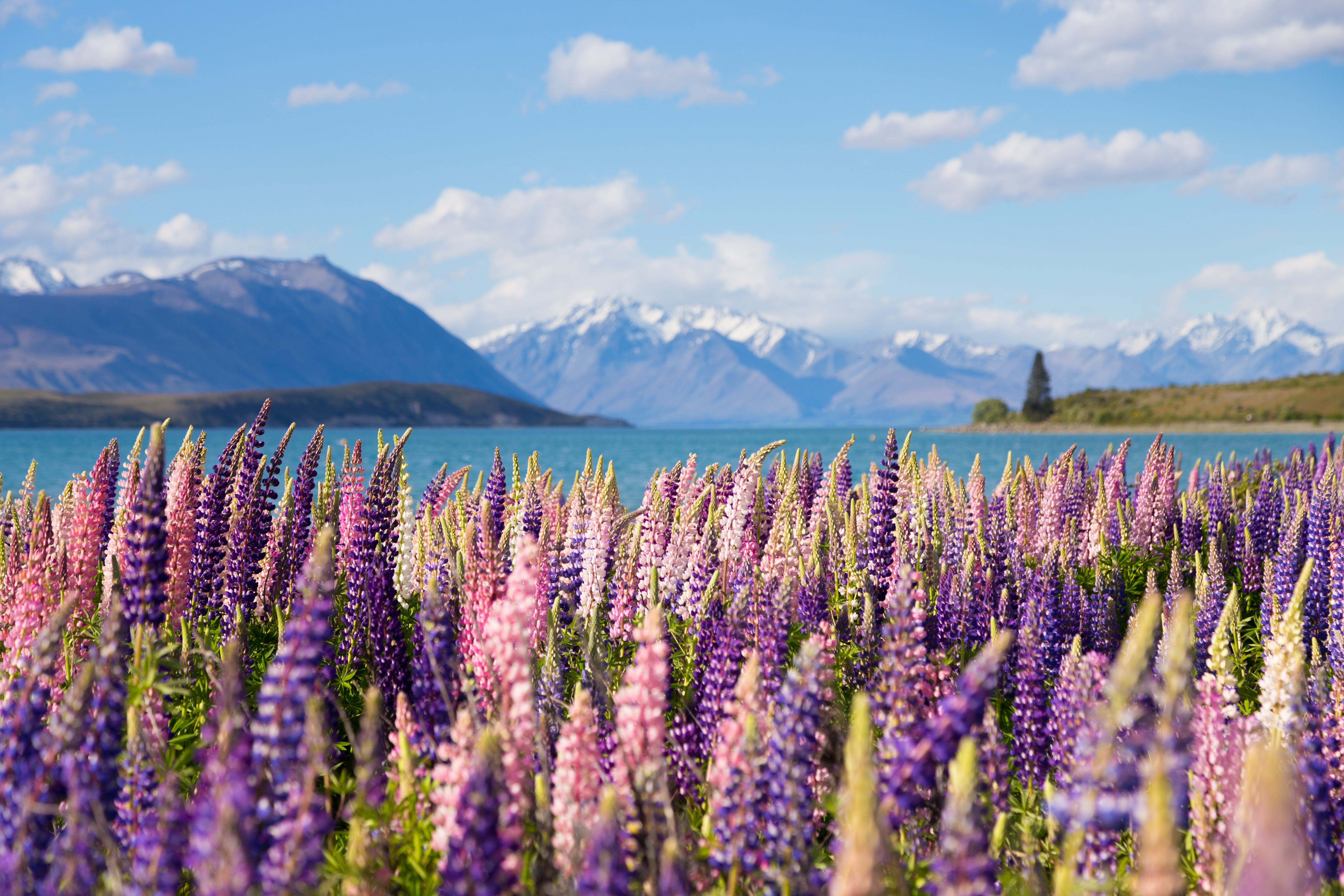 New Zealand (Coming Soon)